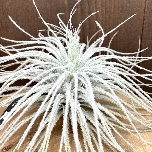 おしゃれ 観葉植物：チランジア エアープランツ テクトラムXXL* | 観葉