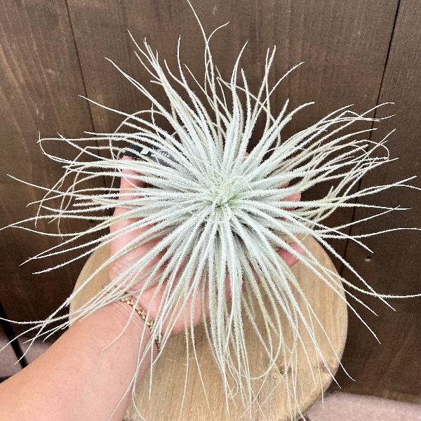 エアプランツ　チランジア　テクトラム　クランプ テクトラム クランプ 05号 | air-plants TENGU-DO