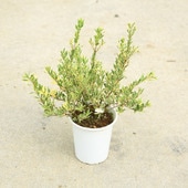 ڡ߲֡ʥХˡޡȥ/ߥ륿ȯ