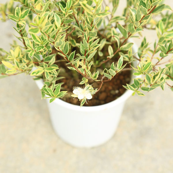 斑入りオリーブ苗　b 斑入りオリーブ苗 b 【公式通販】