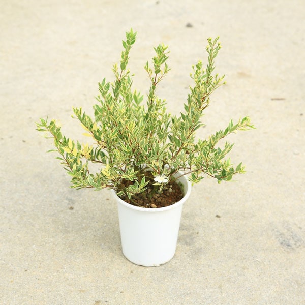 庭木：斑入り銀梅花（ギンバイカ） マートル/ミルタス＊佐川急便発送