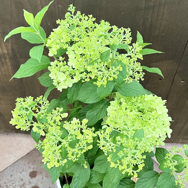 観葉植物 鉢花 苗：ハイドランジア パニキュラータ パンドラ