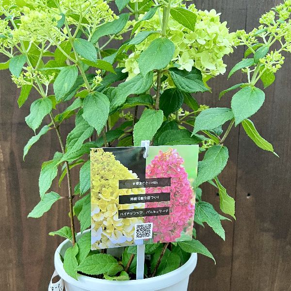 観葉植物 鉢花 苗：ハイドランジア パニキュラータ パンドラ