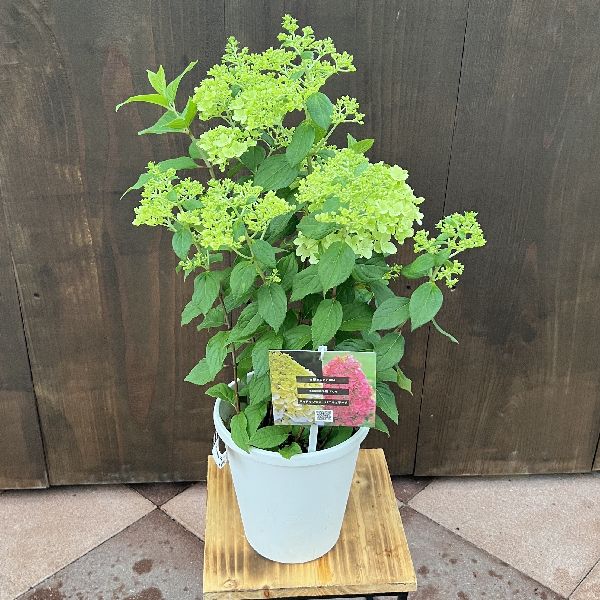 パトリシア・ウルキオラ tropicalia 観葉植物 鉢花 苗：ハイドランジア パニキュラータ パンドラ