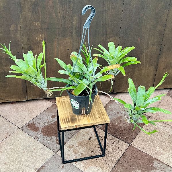おしゃれ 着生植物 観葉植物：ネオレゲリア アンティア*5号 吊り鉢 