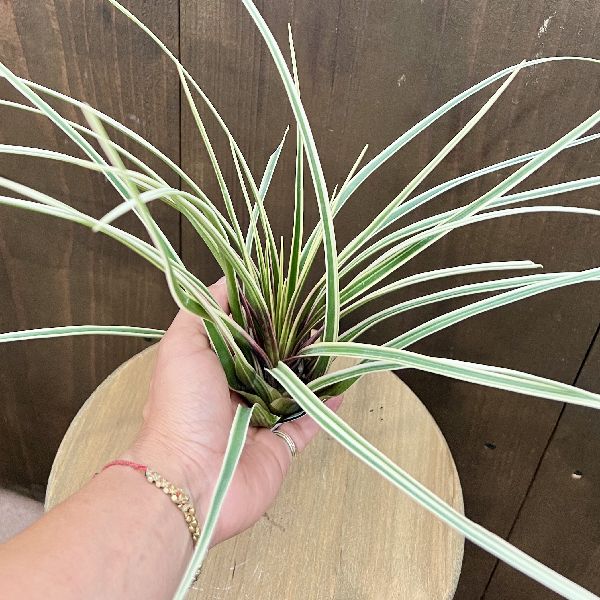 おしゃれ 観葉植物 エアープランツ：チランジア キアネア アルボ