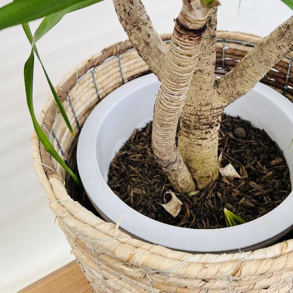 おしゃれ 観葉植物：ドラセナ カンボジアーナ*鉢カバー 大型佐川急便 2