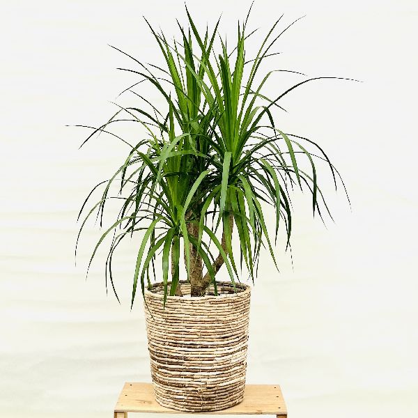 代理投稿　観葉植物　ドラセナ2メートル 園芸ネット本店｜ドラセナ：ナビ―（寄せ植え） 5号ポット の通販【公式】
