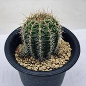 ���ܥƥ󡧥����Υץ������ۼ����ǡ������餭*��4���