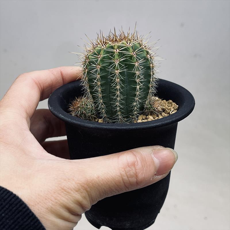 サボテン：エキノプシス交配種 グラデーション咲き*幅4cm | サボテン