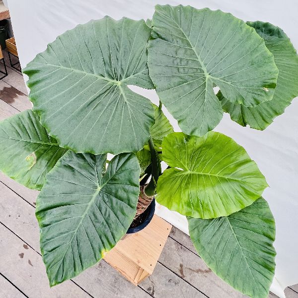 おしゃれ 観葉植物：クワズイモ3本寄せ*プラポット 大型ヤマト便配送