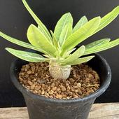 �����ǥå������ѥ��ݥǥ����� ���֥�ͥ��� ����*M��������1.5��������־�����