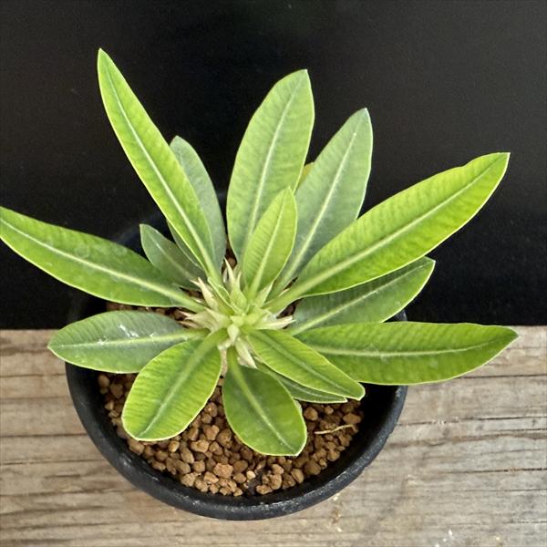 コーデックス：パキポディウム エブレネウム 実生*M 塊根幅1.5cm