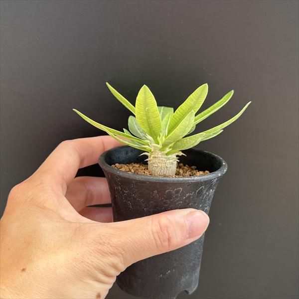 パキポディウム　エブレネウム　実生6年目　鉢付き　塊根植物　観葉植物 パキポディウム エブレネウム 実生6年目 鉢付き 塊根植物 観葉