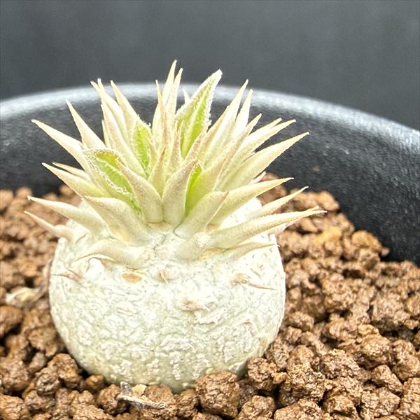 コーデックス：パキポディウム エブレネウム 実生*M 塊根幅2cm