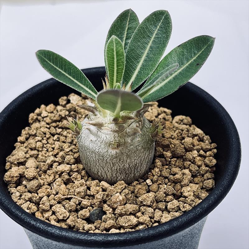 �����ǥå������ѥ��ݥǥ����� �֥�ӥ���å��� ����*M��������2.5���