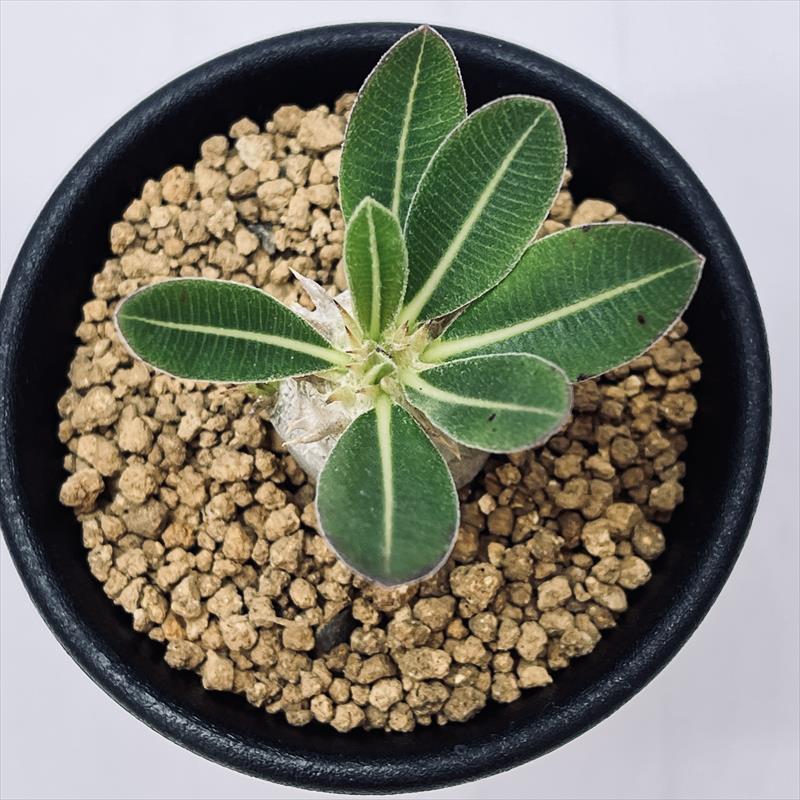 パキポディウム　ブレビカリックス　現地球　発根確認済 塊根植物　コーデックス パキポディウム グラキリス 現地球発根済みが たくさん入荷しま