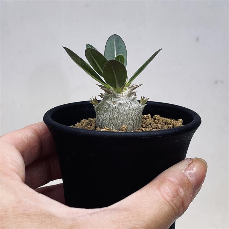 パキポディウム　ブレビカリックス　現地球　発根確認済 塊根植物　コーデックス 大型 良株 パキポディウム ブレビカリックス 発根済み 現地球