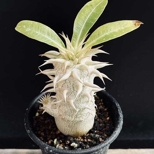 �����ǥå������ѥ��ݥǥ����� �������� ����*L��������4���