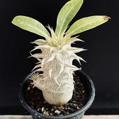 �����ǥå������ѥ��ݥǥ����� �������� ����*L��������4���