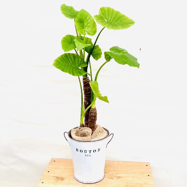観葉植物 麻の布 観葉植物 麻布のおすすめ商品とおしゃれな実例 ルームクリップ