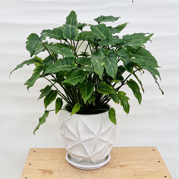 【観葉植物】　クッカバラ　　受皿付 おしゃれ 観葉植物：クッカバラ 鉢植え 受皿付*フィロデンドロン