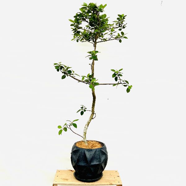 ハリー　大型　フランスゴムの木　螺旋仕立て　陶器鉢　植え込み発送 おしゃれ 観葉植物：フランスゴムの木 鉢植え*受皿付 現品1 ココヤシ