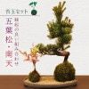 �ݶ̥��åȡ����վ�����ŷ(�����������Ѻ���)*�ߺϡ�bonsai