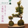 �ݶ̥��åȡ����վ���Ĺ����*(�����������Ѻ���)*�ߺϡ�bonsai