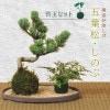 �ݶ̥��åȡ����վ������Υ�(�����������Ѻ���)*�ߺϡ�bonsai