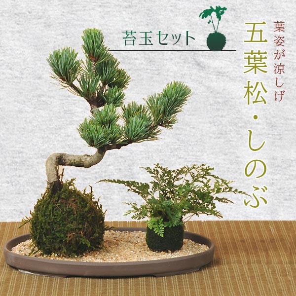 苔玉セット：五葉松＆シノブ(受け皿・化粧砂付)*盆栽 bonsai | 贈り物