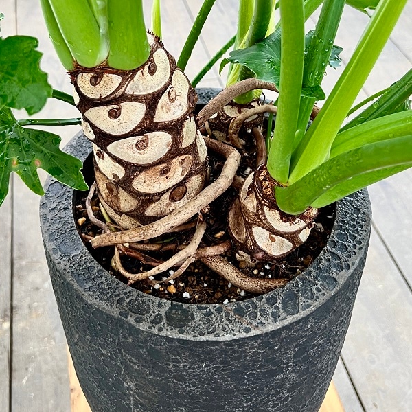 おしゃれ 観葉植物：フィロデンドロン セローム 鉢植え プラ受皿付