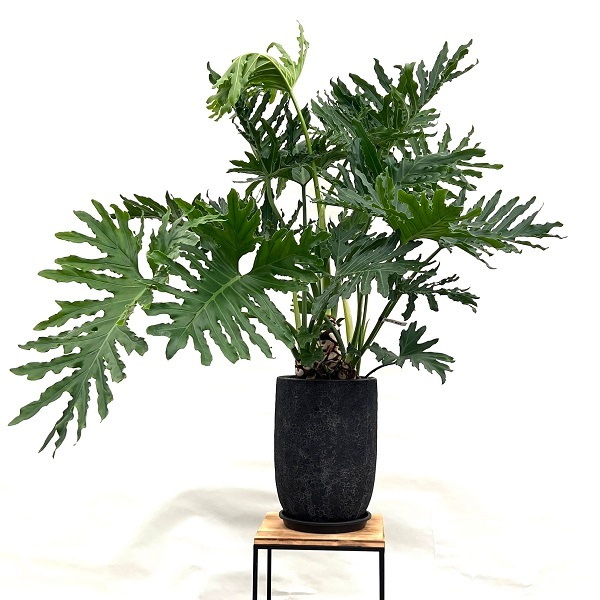 おしゃれ 観葉植物：フィロデンドロン セローム 鉢植え プラ受皿付