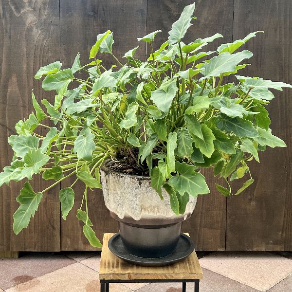 おしゃれ 観葉植物 クッカバラ：フィロデンドロン ジャイアント
