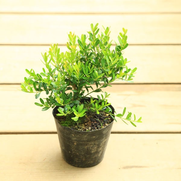 �ġ����ѤĤ�*�������ĥ�/�������Ĥ�