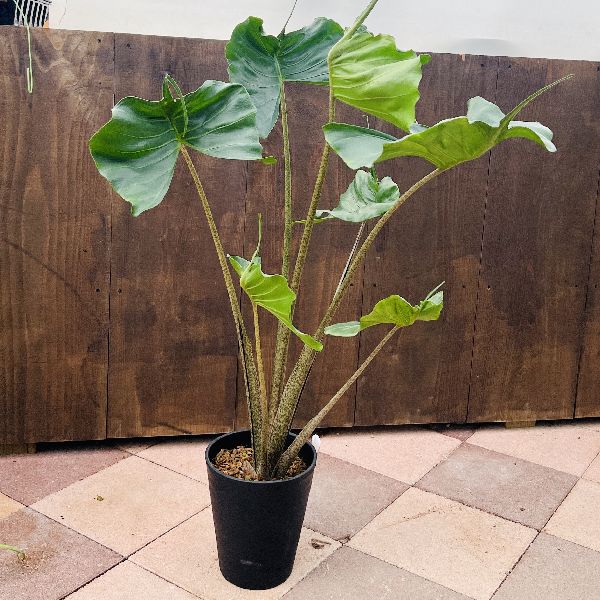 おしゃれ 観葉植物：アロカシア スティングレイ*Alocasia Stingray 7号