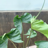 おしゃれ 観葉植物：アロカシア スティングレイ*Alocasia Stingray 7号