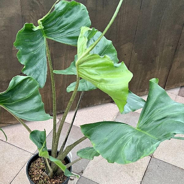 おしゃれ 観葉植物：アロカシア スティングレイ*Alocasia Stingray 7号