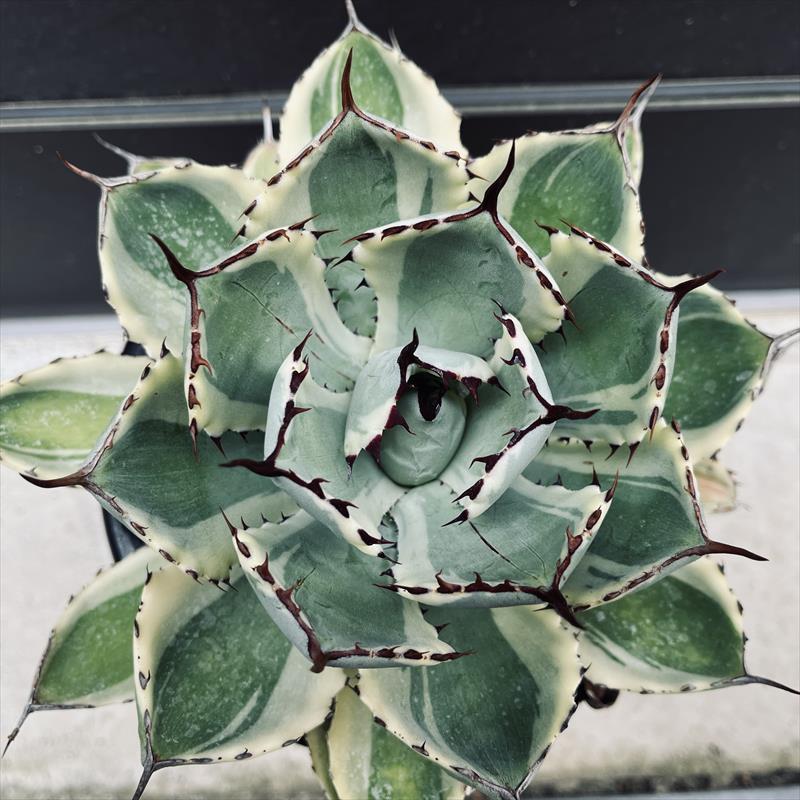 多肉植物：アガベ 吉祥冠錦 覆輪*L 幅16cm | サボテン＆多肉植物