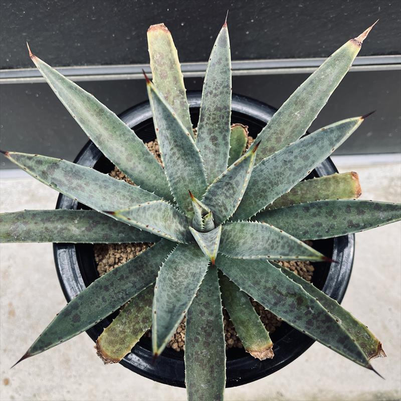 マンガベ　パープルスポット　マンフレダ×アガベ　hyb 大株　6.5号鉢植え マンガベ パープルスポット マンフレダ×アガベ hyb 大株 6.5号鉢植え