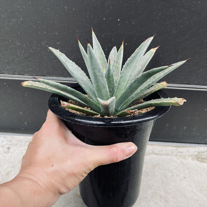 多肉植物：マンフレダ × アガベ パープルスポット*L 幅18cm