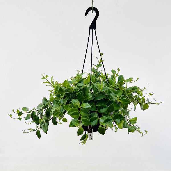 おしゃれ 観葉植物：エスキナンサス モナリザ*7号 | 観葉植物 | 遊恵