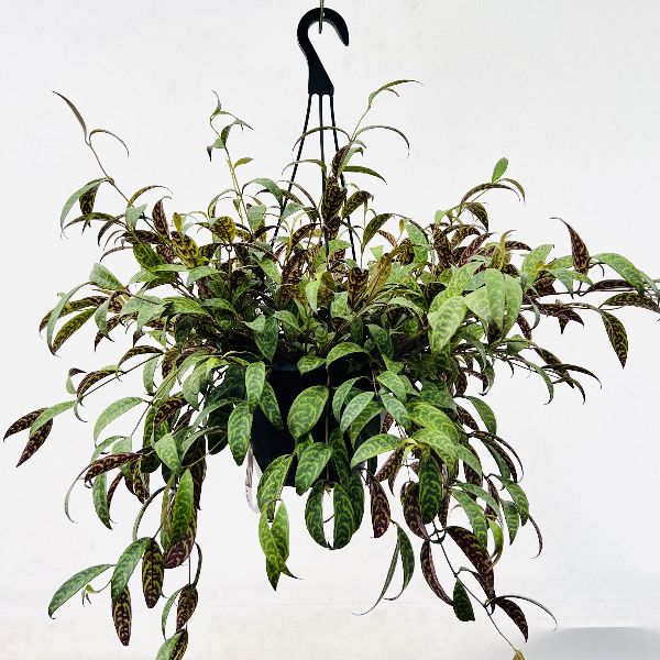 エキスナンサスマルモラタス おしゃれ 観葉植物：エスキナンサス マルモラタス*7号 | 観葉植物