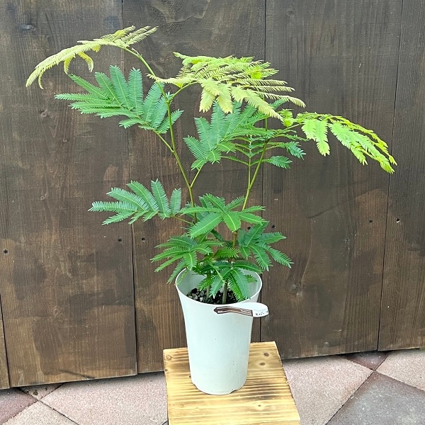 お*ー様 エバーフレッシュ　斑入り　ネムノキ　ネムの木　観葉植物　室内植物　人気 おしゃれ 観葉植物：エバーフレッシュ*6号 プラポット ネムノキ