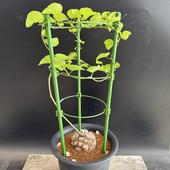 ���ò��������ǥå��������եꥫ����ε*������6.5��������ʡ����ʸ¤�