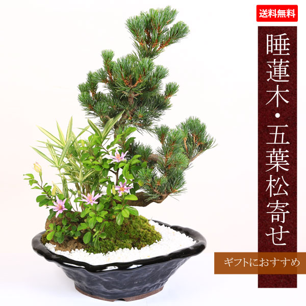 �ߺϡ���ϡ�ڡ����վ���(���;��ѷ�ȭ)*bonsai