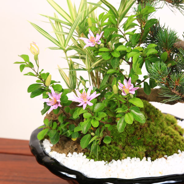 盆栽：睡蓮木・五葉松寄せ(瀬戸焼変形鉢)*bonsai | 贈り物におすすめ