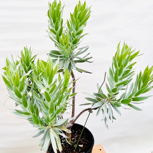 リューカデンドロン シルバーアフリカーナ　1 おしゃれ 観葉植物：リューカデンドロン シルバーアフリカーナ