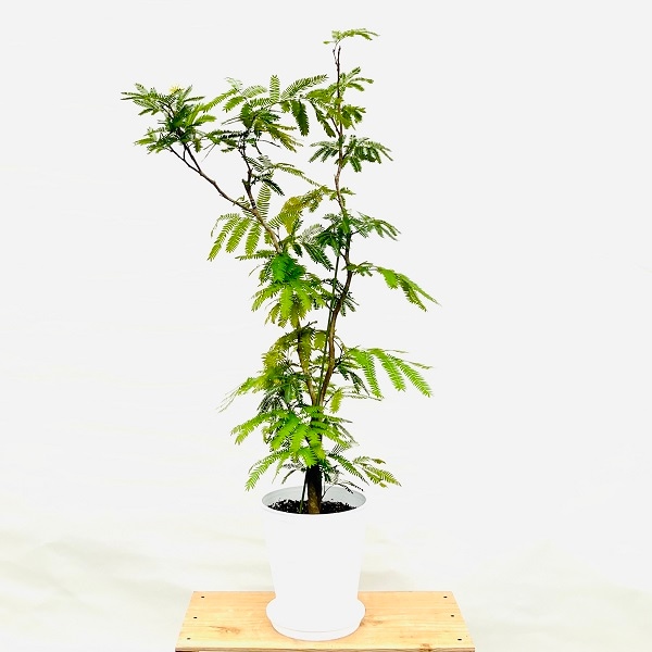 おしゃれ 観葉植物：ネムノキ エバーフレッシュ*8号セラアート 受皿付