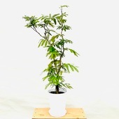 ������� ���տ�ʪ���ͥ�Υ� ���С��ե�å���*8�楻�饢���� ������(7��) �緿�������